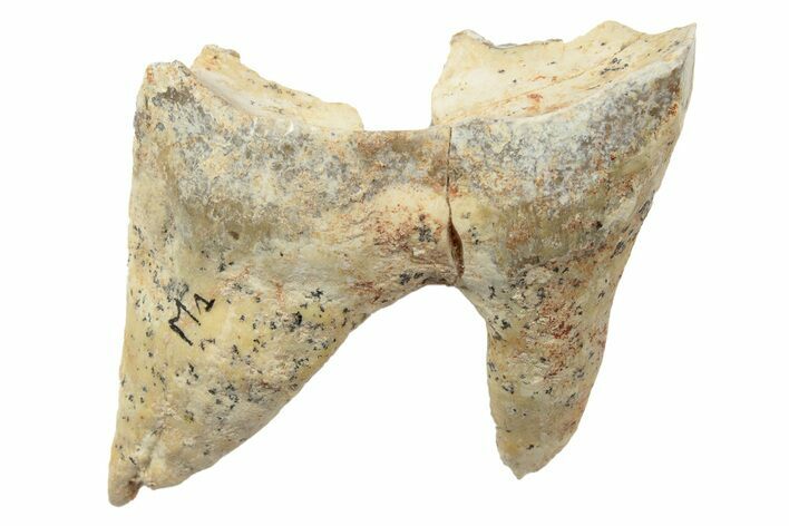 Fossil Primitive Rhinoceros (Cadurcotherium) Molar - France #155089